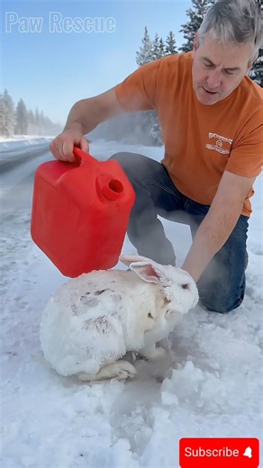 Frozen Rabbit Rescued from Icy Road Side ❄️🐰 | A Heart-Melting Miracle!