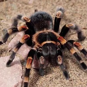 2.8K views · 39 reactions | The Amazon rainforest is one of the...