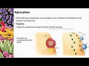 Chapter 05 Viral Structure & Life Cycle - Cowan - Dr. Mark Jolley