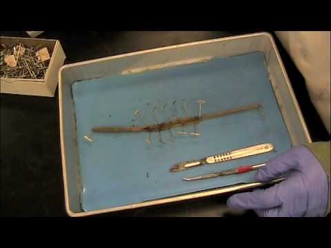 Earthworm Dissection Lab