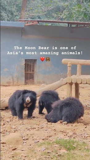 Meet the incredible Moon Bear (Asian Black Bear)🌙🐻 #shorts #bear #viral #wildlife #nature #india