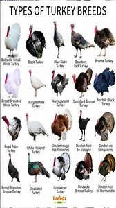 TYPES OF TURKEY BREEDS Types Of Turkey Breeds