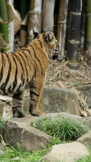 Robert se prepara para el entrenamiento de agua con los 3 tigres pequeños. Al principio no será fácil, pero jugando logrará su misión 🐨🐊🐅 #LosIrwin | Animal Planet Latinoamérica
