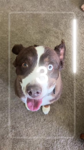 Goose & River (@goose.and.river)’s videos with PAW Patrol Opening Theme - PAW Patrol