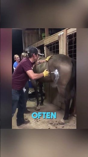 How Freeze Branding Works on Cattle and Horses