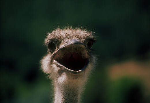 Do Ostriches Really Bury Their Heads in the Sand?