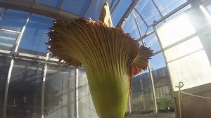 9.3K views · 2.2K reactions | This 6-foot tall flower just bloomed for the first time in 10 years. | Insider | Facebook