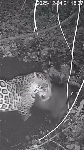 Primeval Combat Breaks Out #animals #minicamera #wildlife