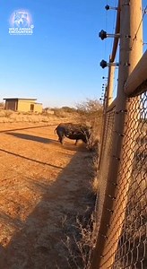 POV: You just installed a new electric fence. This rhino has other plans. That impact shook the entire outpost. Are we safe? #wildlife #WildAnimalEncounters #Rhino #Africa #ResearchOutpost #FenceFail | Wild Animal Encounters