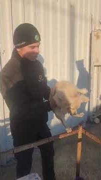 🐶✨ Şivava İkili: Biri Beyaz, Biri Siyah! 🖤🤍