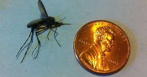 Why Mosquitos Are Triple Their Normal Size After Hurricane Florence Hit