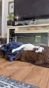 897K views · 64K reactions | Inspired by painfully true events  #funnydogs #cutedogs #doghumor #dogskit #skit #shortskit #humor | Layla the Boxer | Facebook