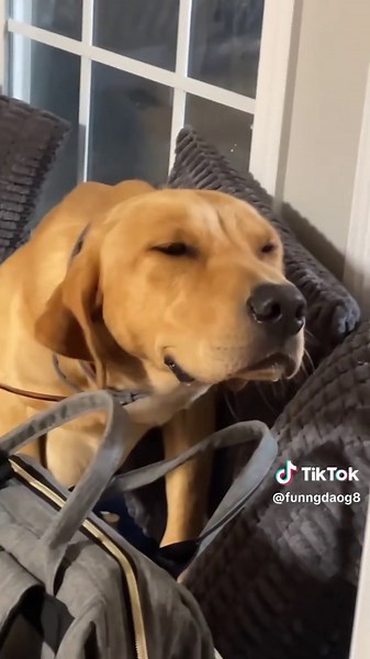 Dog's Hilarious Guilty Expression Caught on Camera