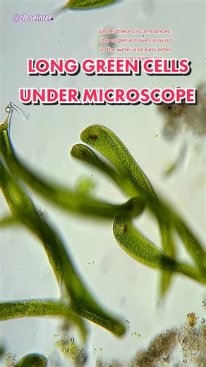 Single Celled Algae (Euglena) Under Microscope! #microtok #microworld #microcosmos #microscopy #microbiology #micro #microbio #cellbiology #cellbio #🔬 #undermicroscope #microscope
