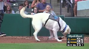 Here to brighten your Friday night with Slider the bat dog. (via Minor League Baseball) | MLB