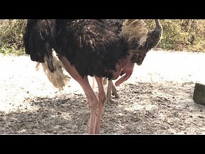 This is How Male Ostrich Behave || Watch very close you will see ......!!