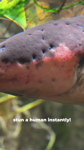 This Fish Can Kill You With Electricity ⚡ | The Electric Eel Explained