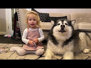Dogs Go Crazy When Baby Comes Home! Howling Wolves! (So Cute!!)