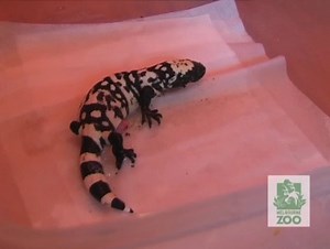 Gila Monsters Hatching