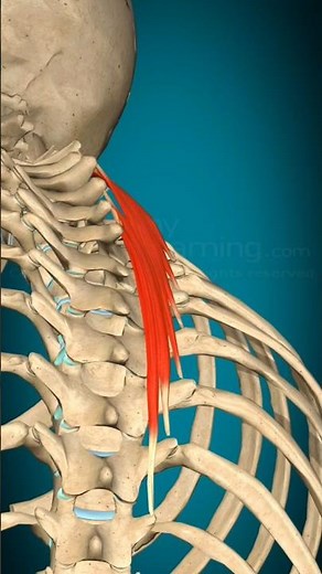3D Anatomy: Semispinalis Thoracis Muscle Action (contralateral rotation)”