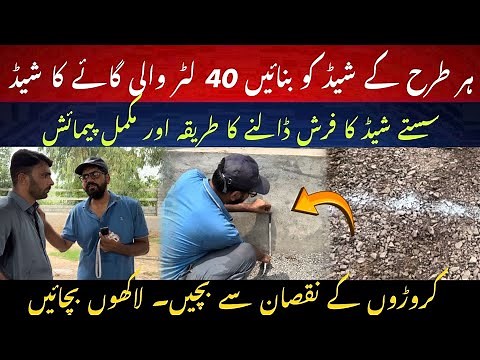 Save millions and make best cheap dairy shed II 40 liters cows best cheap dairy shed I Dr. MUZZAMMIL