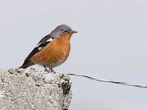 Przevalski's redstart - Alchetron, The Free Social Encyclopedia