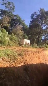 1M views · 6K reactions | SE LES IBA PELAR EL COCO LOCO 便 | Rancho San Pedro | Facebook