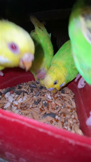 Budgie Chirping Sounds #birds #budgiesound #budgiesounds #budgielove #budgie_videos #budgies #shorts