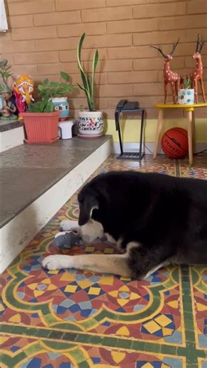 His fav toy so far! #dog #cute #funny #pets