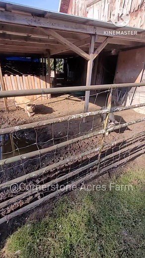4 comments | Get ready for spring piglets! ●Axl (Boris) X Jafida (jenny) and Sophie (Wilson's Gina) ●Chunk (Tuahuru) X Whiskey (Aria Giana) ●Magnus (Tutanekai) X Georgia (Tapeka) and Nebraska (Tapeka) | Cornerstone Acres Farm | Facebook
