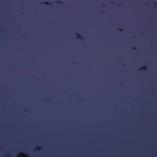 30K views · 487 reactions | Typical conversation between me and Dylan Farrell #whyareyounotfilming | White Oaks Duck Woods | Facebook