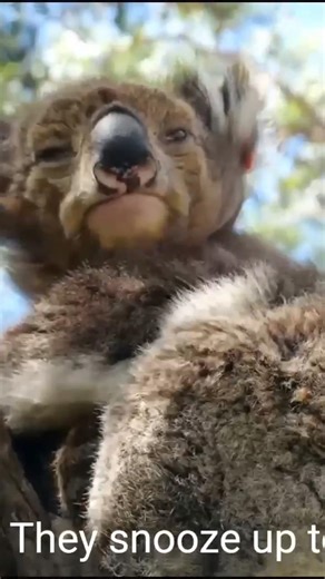 Top 5 Cutest Animals Of Australia😍#shorts #animals #shortsfeed