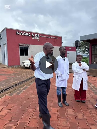 #goldenposts #agriculture #livestockfarming #artificialinsemination #uganda #agriculturalinnovation | Winnie Nabirye