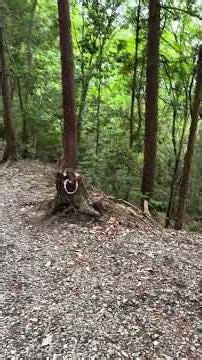 城の豆知識：観音寺城の帰り道にも遺構あるよ