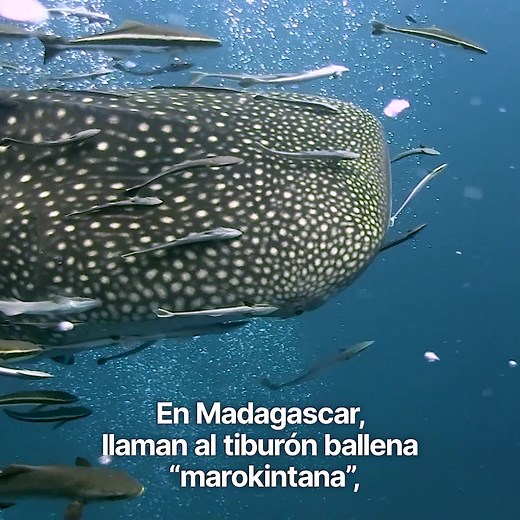 El tiburón ballena 🦈🐋 es el pez más grande del mundo y uno de los más longevos. ☑️ Esta especie puede vivir más de 100 años. Sin embargo, su población está amenazada por la acción humana 🎣🚢 | Fundación Biodiversidad