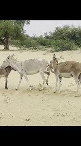 325K views · 833 reactions | #donkeys #donkeykong #donkey #sheep #animals #bigdonkey #jungel #Donkey #Village #animal #animals #nature #pet #cute #wildlife #love #dog #pets #photography #cat #cats #naturephotography #instagram #photooftheday #dogs #animallovers #instagood #wildlifephotography #art #animalphotography #of #dogsofinstagram #petstagram #bird #catsofinstagram #puppy #birds #animalsofinstagram #snake #shorts #python #snakes #nagin #anaconda #bigsnake | Donkeyslife | Facebook
