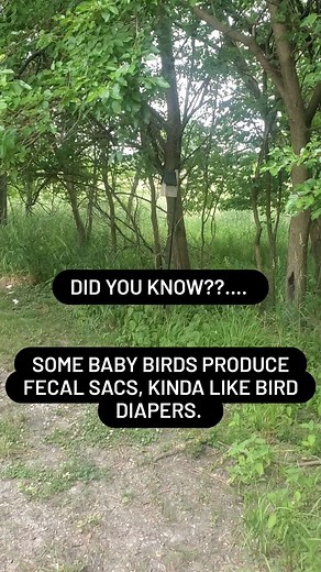 Have you ever wondered what happens to all the baby bird 💩 in the nest? It's pretty incredible actually! Some baby birds can launch their fecal matter out of the nest like Bald Eagle chicks, others like goldfinch nestlings just try to get the poop over the rim of the nest- creating a poop-waterfall by the babies fledge. Many baby birds, however, produce fecal sacs. A small package of fecal matter surrounded by a mucus membrane. Bird parents remove this fecal sac as soon as it's produced - which