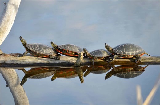 Turtle traffic jam: Watch dozens crowd a single log