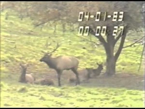 Ethology Practice Videos: Wapiti Focal Animal Sampling