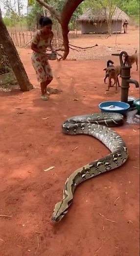Python on Tree 😱🐍 Dogs Rush to Save Women 🐕💥 Brave Rescue Caught on Camera