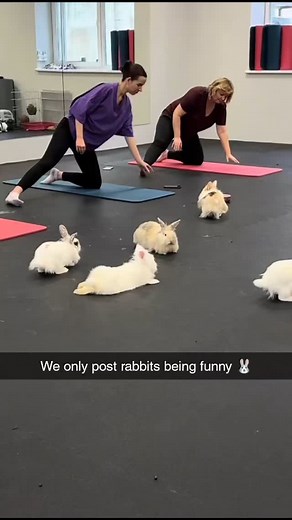 Rabbits Being Funny on Instagram: ""These bunnies are taking funny to a whole new level! 🐰🤣 From zoomies to unexpected antics, they’re guaranteed to make you smile. Tag a friend who needs a good laugh! 😆 #FunnyBunnies #RabbitAntics #CuteAndFunny #AnimalComedy #BunnyZoomies #FYP #ViralLaughs""