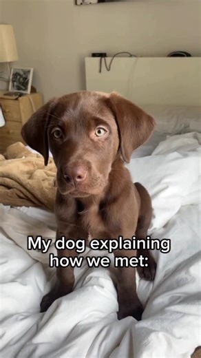 16K views · 7.9K reactions | Lmao, true 藍 #dogsofinstagram #dogmeme #chocolatelabrador #labpuppy | Tank the Brown Lab | Facebook