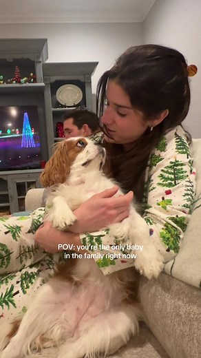 Cavalier King Charles Spaniel Baby Showdown