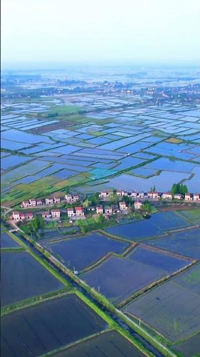 China Paddy Field and CrayFish Farm view from Sky 👀