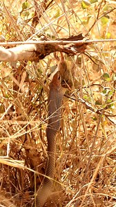 Watch as this beautiful Snake claims his prize on safari yesterday. #snake #safari #wildlife #nature #KrugerNationalPark | Kruger Gone Wild Safaris