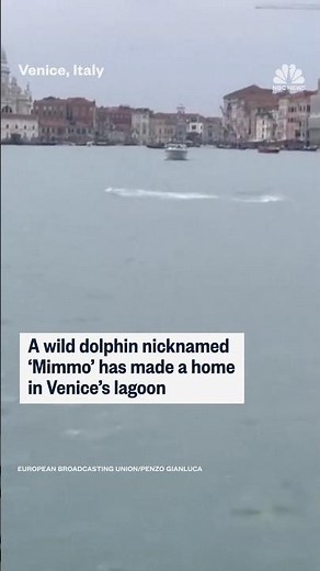 A wild dolphin nicknamed 'Mimmo' has made a home in Venice's lagoon