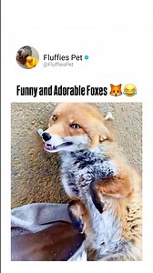 851K views · 36K reactions | Funny and Adorable Foxes 力 #FunnyFoxes #AdorableFox #FoxLovers #CuteWildlife #FoxesOfInstagram #AnimalHumor #FurryFriends #WildlifeCute #FoxDaily #NatureLaughs #FluffyFox #FoxVibes #CharmingAnimals #ForestCuties #FoxMoments | Fluffies Pet | Facebook