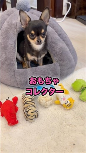 Differences in personality? How Chihuahuas spend their time individually [Multi-dog household Smo...