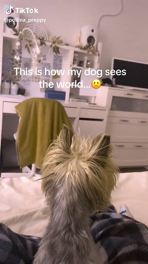 Understanding How Dogs See the World
