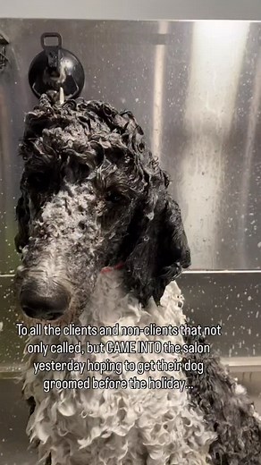 The holidays are the same time every year. You know you’re gonna want your dog clean and groomed for the family to see, you know we’re busy af every year. BOOK AHEAD! Like some people will never learn I guess. And then the audacity to walk into the salon while we’re all in survival mode to interrupt us putting everyone further behind…to see if we can ‘fit you in today’. Bruh😆 I cannot Clients. We appreciate you sooo much when you plan ahead and book your appointment in advance. (All of my perso